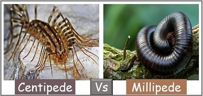 millipede vs centipede