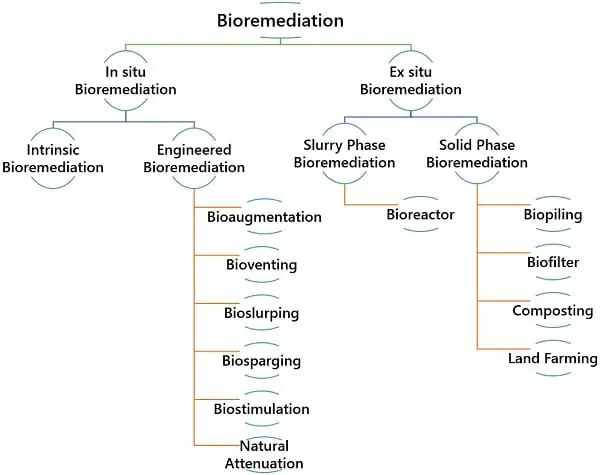 Biodegradation vs Bioremediation
