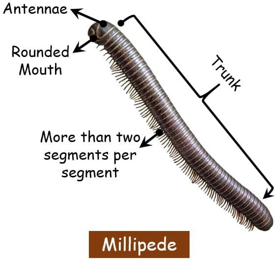 millipede vs centipede