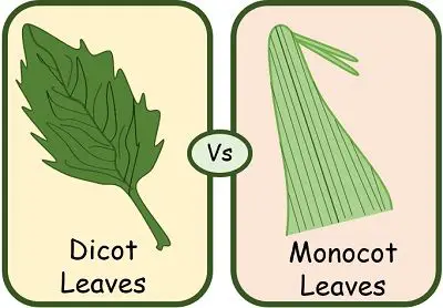 Monocots Vs Dicot leaves