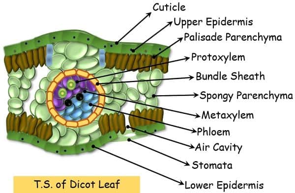 TS of Dicot leaf