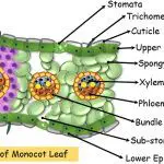 TS of monocot Leaf