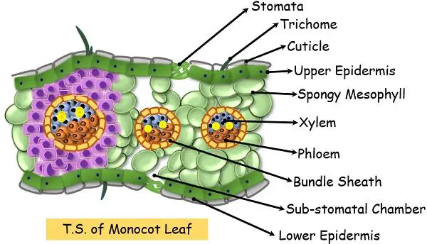 TS of monocot Leaf