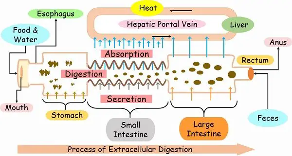 Extracellular Digestion