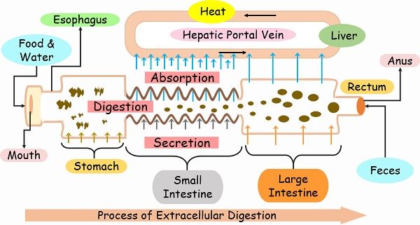 difference-between-intracellular-and-extracellular-digestion-with