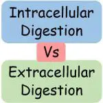 Intracellular Digestion