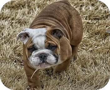 Bulldog