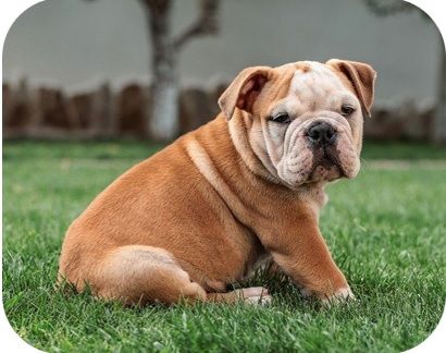 are pugs similar to english bulldog