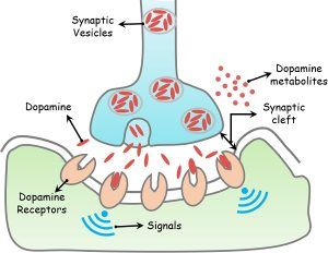 Difference Between Dopamine and Endorphins (with Comparison Chart ...