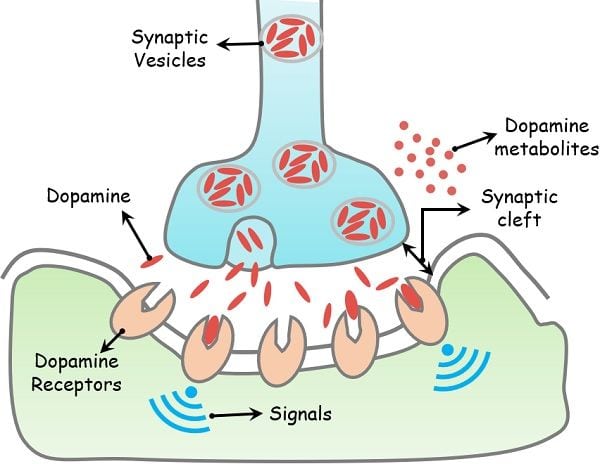 Dopamine mechanism