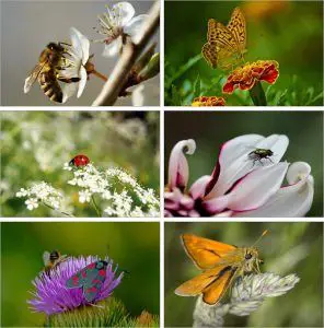 Difference Between Insect Pollinated and Wind Pollinated Flower (with ...