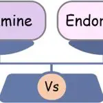 dopamine and endorphin