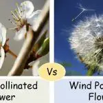 Insect pollinated vs wind pollinated flowers