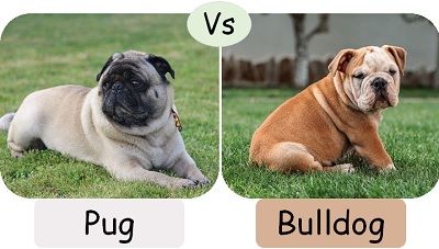 Pug vs Bulldog