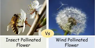 Insect pollinated vs wind pollinated flowers