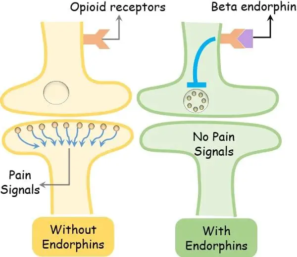 Endorphin mechanism