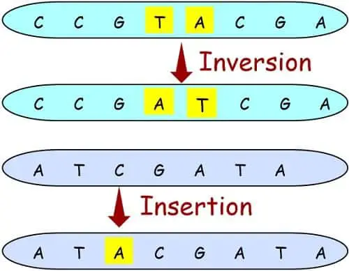 Types of mutation 