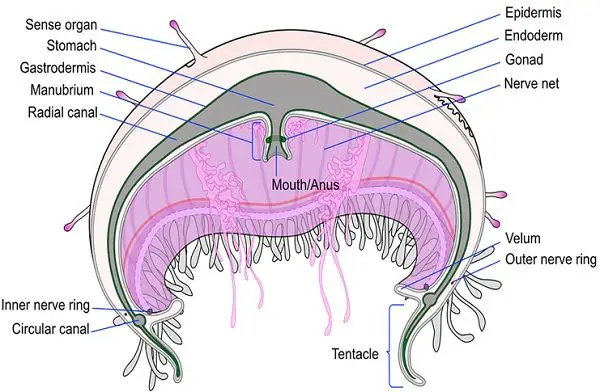Medusae diagram