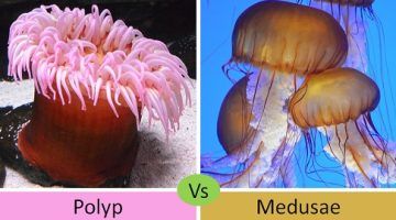 Difference Between Polyp and Medusae (with Comparison Chart) - Bio ...